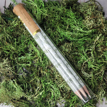 Load image into Gallery viewer, Fern Pencil Terrarium, Set Of 5 Pencils
