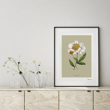 Load image into Gallery viewer, Spring Blossom Peony Art Print
